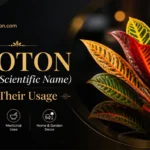 croton scientific name